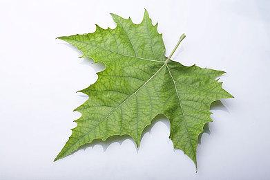 《命运2》一击必杀BUG敌人短时间内不会修复